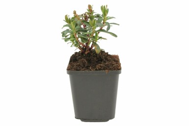 Wood spurge Euphorbia amygdaloides 'Purpurea' 5-10 pot P9 Euphorbia amygdaloides 'Purpurea'