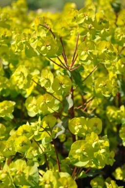 Wood spurge Euphorbia amygdaloides 'Purpurea' 5-10 pot P9 Euphorbia amygdaloides 'Purpurea'
