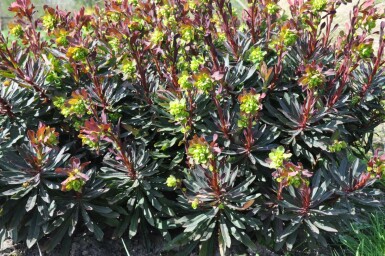 Wood spurge Euphorbia amygdaloides 'Purpurea' 5-10 pot P9 Euphorbia amygdaloides 'Purpurea'