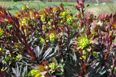 Wood spurge Euphorbia amygdaloides 'Purpurea' 5-10 pot P9