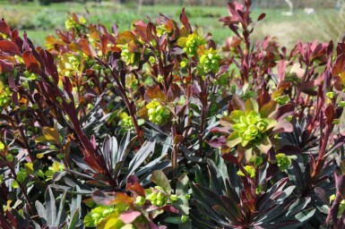 Wood spurge Euphorbia amygdaloides 'Purpurea' 5-10 pot P9 Euphorbia amygdaloides 'Purpurea'