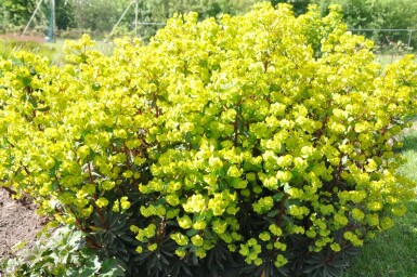 Wood spurge Euphorbia amygdaloides 'Purpurea' 5-10 pot P9 Euphorbia amygdaloides 'Purpurea'