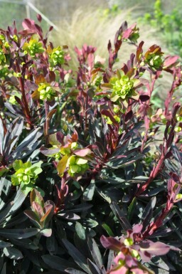Wood spurge Euphorbia amygdaloides 'Purpurea' 5-10 pot P9 Euphorbia amygdaloides 'Purpurea'