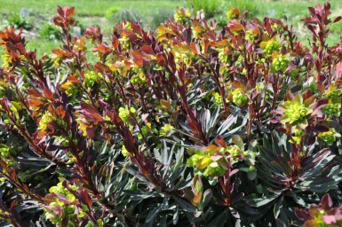 Wood spurge Euphorbia amygdaloides 'Purpurea' 5-10 pot P9 Euphorbia amygdaloides 'Purpurea'