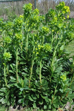 Mrs Robb's bonnet Euphorbia amygdaloides 'Robbiae' 5-10 pot P9