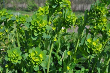 Mrs Robb's bonnet Euphorbia amygdaloides 'Robbiae' 5-10 pot P9