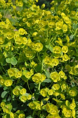 Mrs Robb's bonnet Euphorbia amygdaloides 'Robbiae' 5-10 pot P9