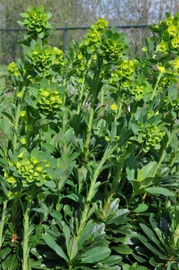 Mrs Robb's bonnet Euphorbia amygdaloides 'Robbiae' 5-10 pot P9