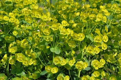 Mrs Robb's bonnet Euphorbia amygdaloides 'Robbiae' 5-10 pot P9