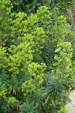 Martin's spurge Euphorbia × martini 5-10 pot P9