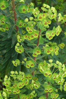 Martin's spurge Euphorbia × martini 5-10 pot P9