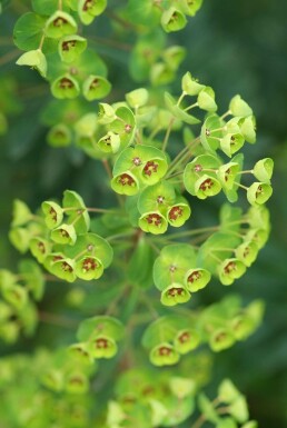 Martin's spurge Euphorbia × martini 5-10 pot P9