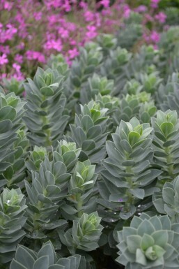 Broad-leaved glaucous spurge Euphorbia myrsinites 5-10 pot P9 Euphorbia myrsinites