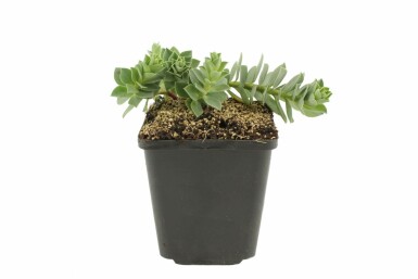 Broad-leaved glaucous spurge Euphorbia myrsinites 5-10 pot P9 Euphorbia myrsinites