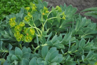 Broad-leaved glaucous spurge Euphorbia myrsinites 5-10 pot P9