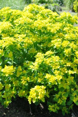 Cushion spurge Euphorbia polychroma 5-10 pot P9 Euphorbia polychroma