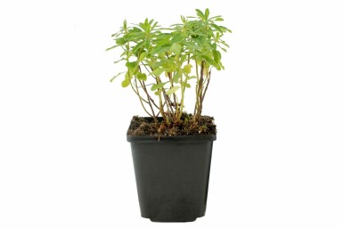 Cushion spurge Euphorbia polychroma 5-10 pot P9 Euphorbia polychroma