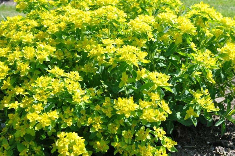 Cushion spurge Euphorbia polychroma 5-10 pot P9 Euphorbia polychroma