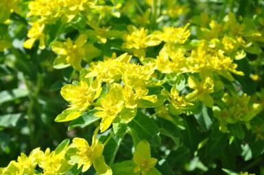Cushion spurge Euphorbia polychroma 5-10 pot P9 Euphorbia polychroma