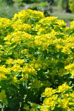 Cushion spurge Euphorbia polychroma 5-10 pot P9 Euphorbia polychroma