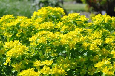 Cushion spurge Euphorbia polychroma 5-10 pot P9 Euphorbia polychroma