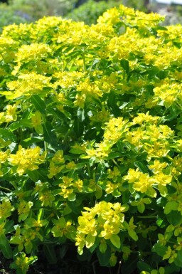Cushion spurge Euphorbia polychroma 5-10 pot P9 Euphorbia polychroma