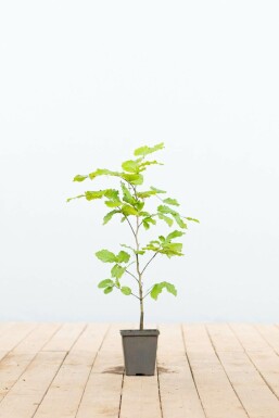 Common beech Fagus sylvatica 30-40 pot P9 Fagus sylvatica P9 30-40 cm