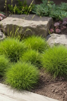 Spiky fescue Festuca gautieri 'Pic Carlet' 5-10 pot P9 Festuca gautieri 'Pic Carlet'