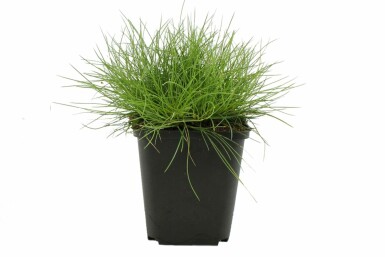Spiky fescue Festuca gautieri 'Pic Carlet' 5-10 pot P9 Festuca gautieri 'Pic Carlet'