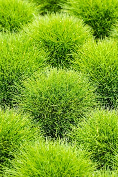 Spiky fescue Festuca gautieri 5-10 pot P9 Festuca gautieri