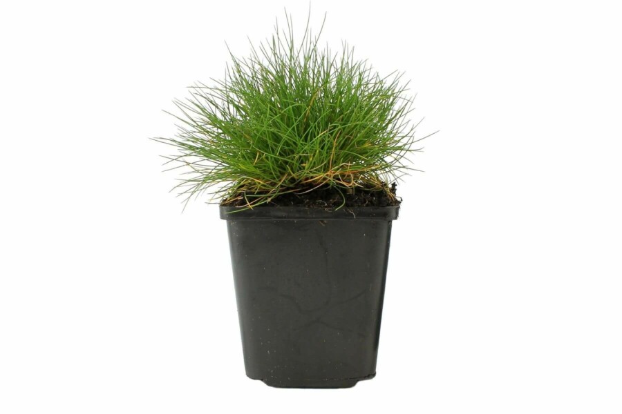 Spiky fescue Festuca gautieri 5-10 pot P9 Festuca gautieri