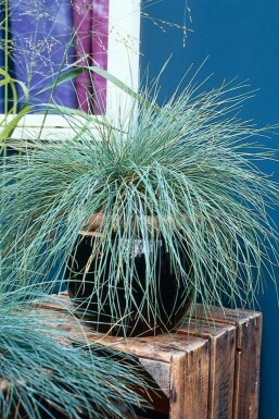 Blue fescue Festuca glauca 5-10 pot P9 Festuca glauca