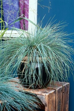 Blue fescue Festuca glauca 5-10 pot P9