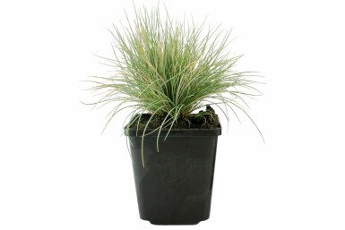 Blue fescue Festuca glauca 5-10 pot P9 Festuca glauca