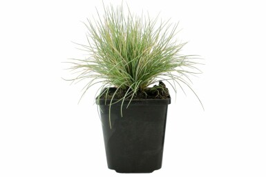 Blue fescue Festuca glauca 5-10 pot P9