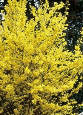 Showy forsythia Forsythia × intermedia 'Spectabilis' shrub 40-60 pot C3