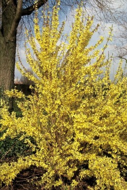 Showy forsythia Forsythia × intermedia 'Weekend' shrub 80-100 pot C12