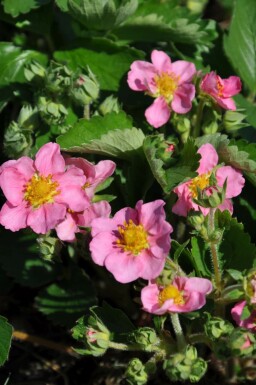 Strawberry Fragaria 'Lipstick' 5-10 pot P9 Fragaria 'Lipstick'