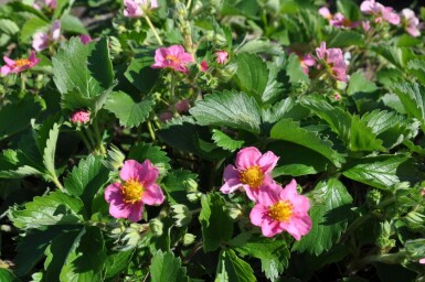 Strawberry Fragaria 'Lipstick' 5-10 pot P9