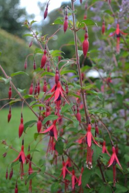 Lady's eardrops Fuchsia magellanica 'Gracilis' 5-10 pot P9 Fuchsia magellanica 'Gracilis'