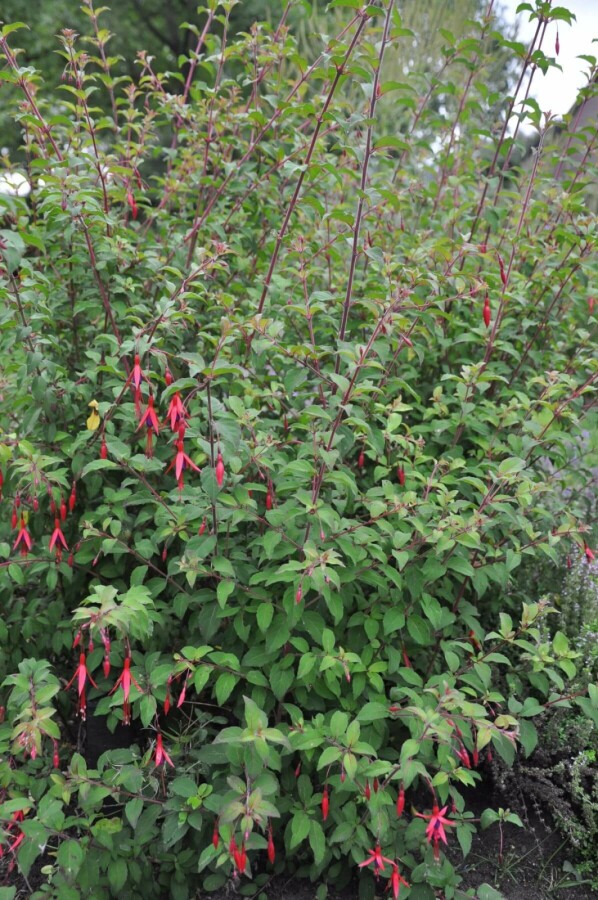 Lady's eardrops Fuchsia magellanica 'Gracilis' 5-10 pot P9 Fuchsia magellanica 'Gracilis'