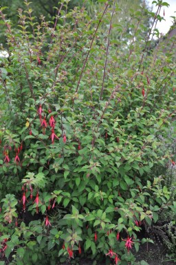 Lady's eardrops Fuchsia magellanica 'Gracilis' 5-10 pot P9 Fuchsia magellanica 'Gracilis'