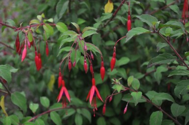 Lady's eardrops Fuchsia magellanica 'Gracilis' 5-10 pot P9 Fuchsia magellanica 'Gracilis'