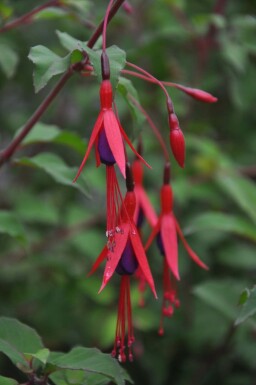 Lady's eardrops Fuchsia magellanica 'Gracilis' 5-10 pot P9 Fuchsia magellanica 'Gracilis'