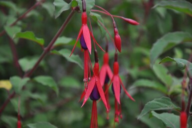 Lady's eardrops Fuchsia magellanica 'Gracilis' 5-10 pot P9 Fuchsia magellanica 'Gracilis'
