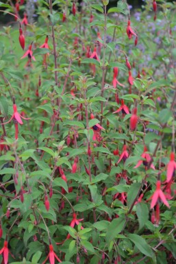 Lady's eardrops Fuchsia magellanica 'Gracilis' 5-10 pot P9 Fuchsia magellanica 'Gracilis'