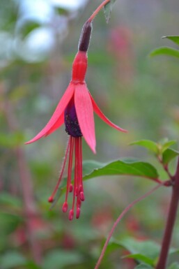 Lady's eardrops Fuchsia magellanica 'Gracilis' 5-10 pot P9 Fuchsia magellanica 'Gracilis'