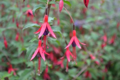 Lady's eardrops Fuchsia magellanica 'Gracilis' 5-10 pot P9 Fuchsia magellanica 'Gracilis'