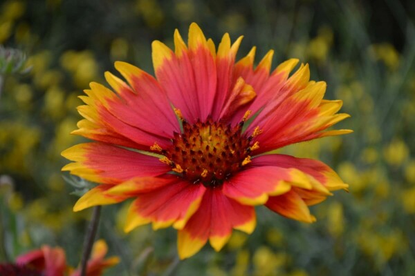 Blanket-flower Gaillardia 'Bijou' 5-10 pot P9 Gaillardia 'Bijou'