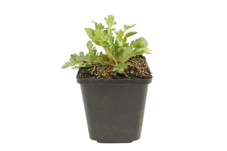 Blanket-flower Gaillardia 'Bijou' 5-10 pot P9 Gaillardia 'Bijou'